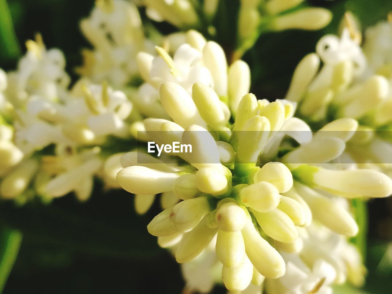 CLOSE-UP OF FLOWER