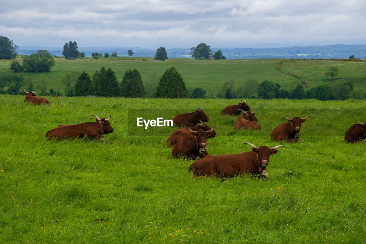 VIEW OF SHEEP ON LANDSCAPE