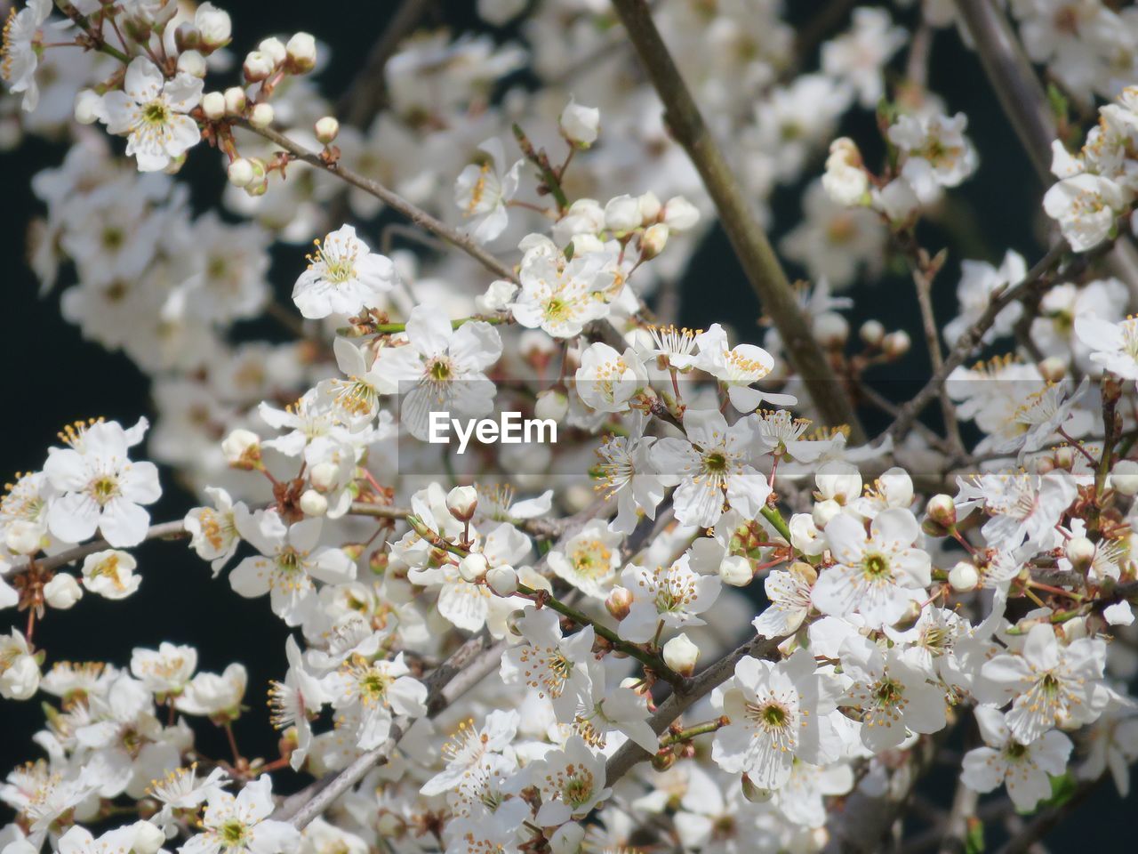 CHERRY BLOSSOMS IN SPRING