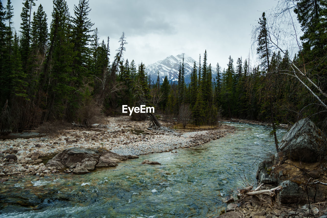 Scenic view of forest and river 