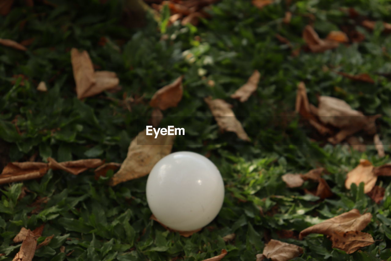 HIGH ANGLE VIEW OF FRESH GREEN LEAVES ON FIELD