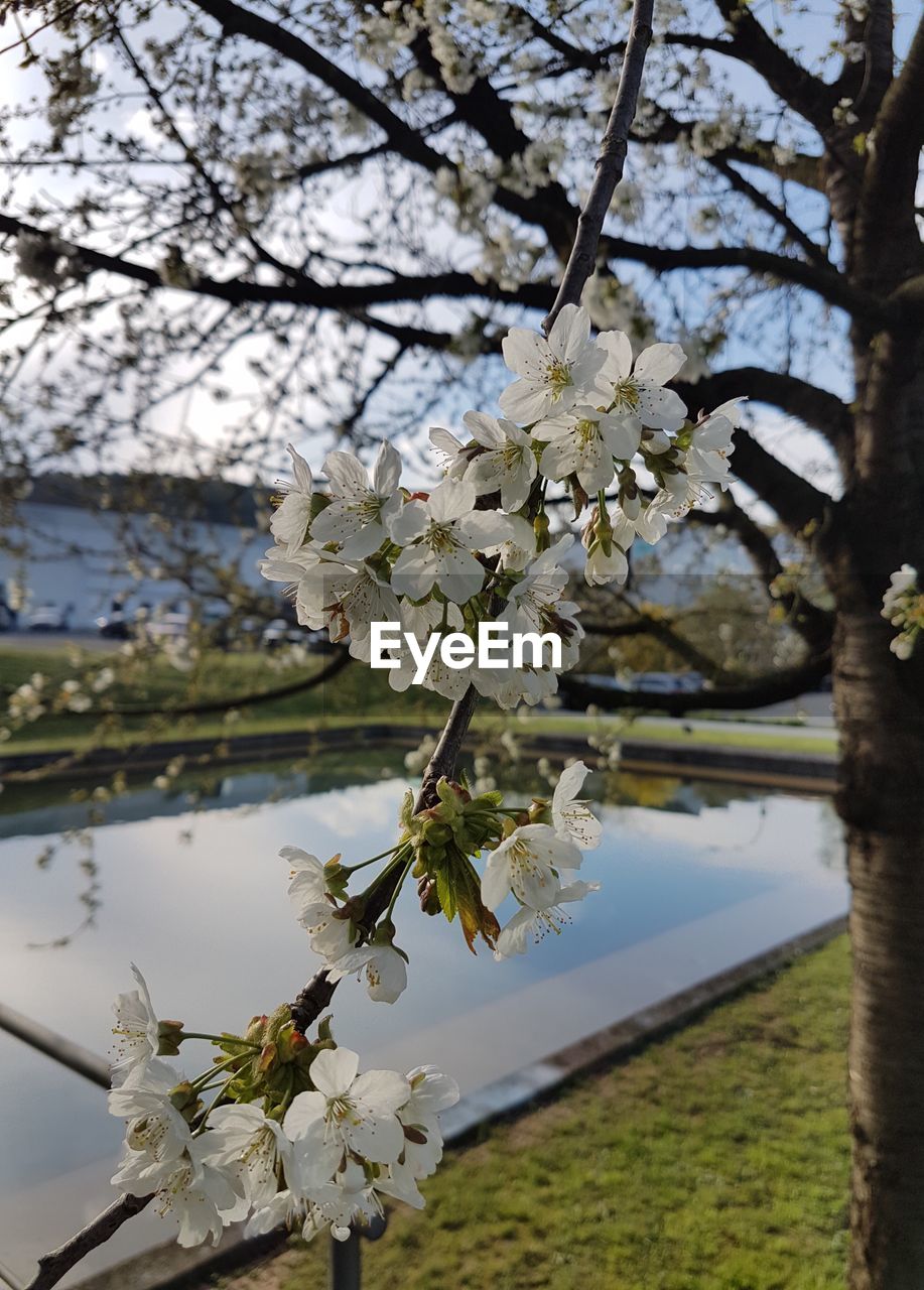 Cherry blossoms over lake during springtime