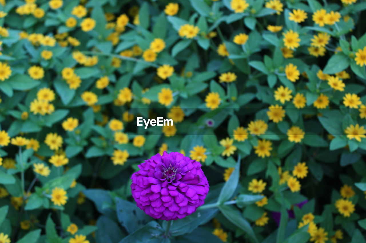 CLOSE-UP OF FLOWERING PLANT
