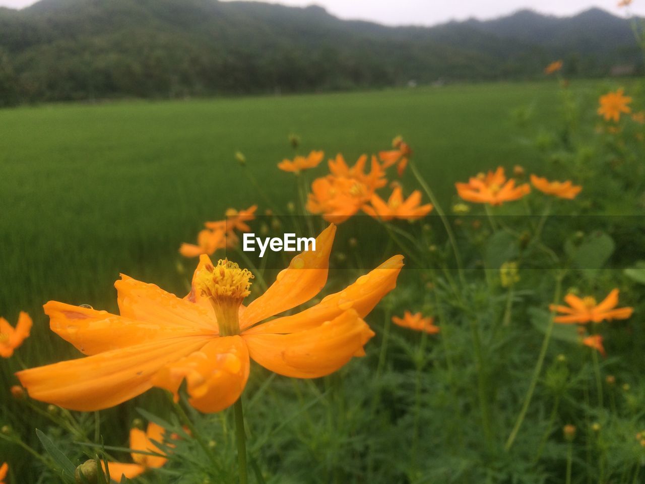 CLOSE-UP OF YELLOW POPPIES BLOOMING ON FIELD