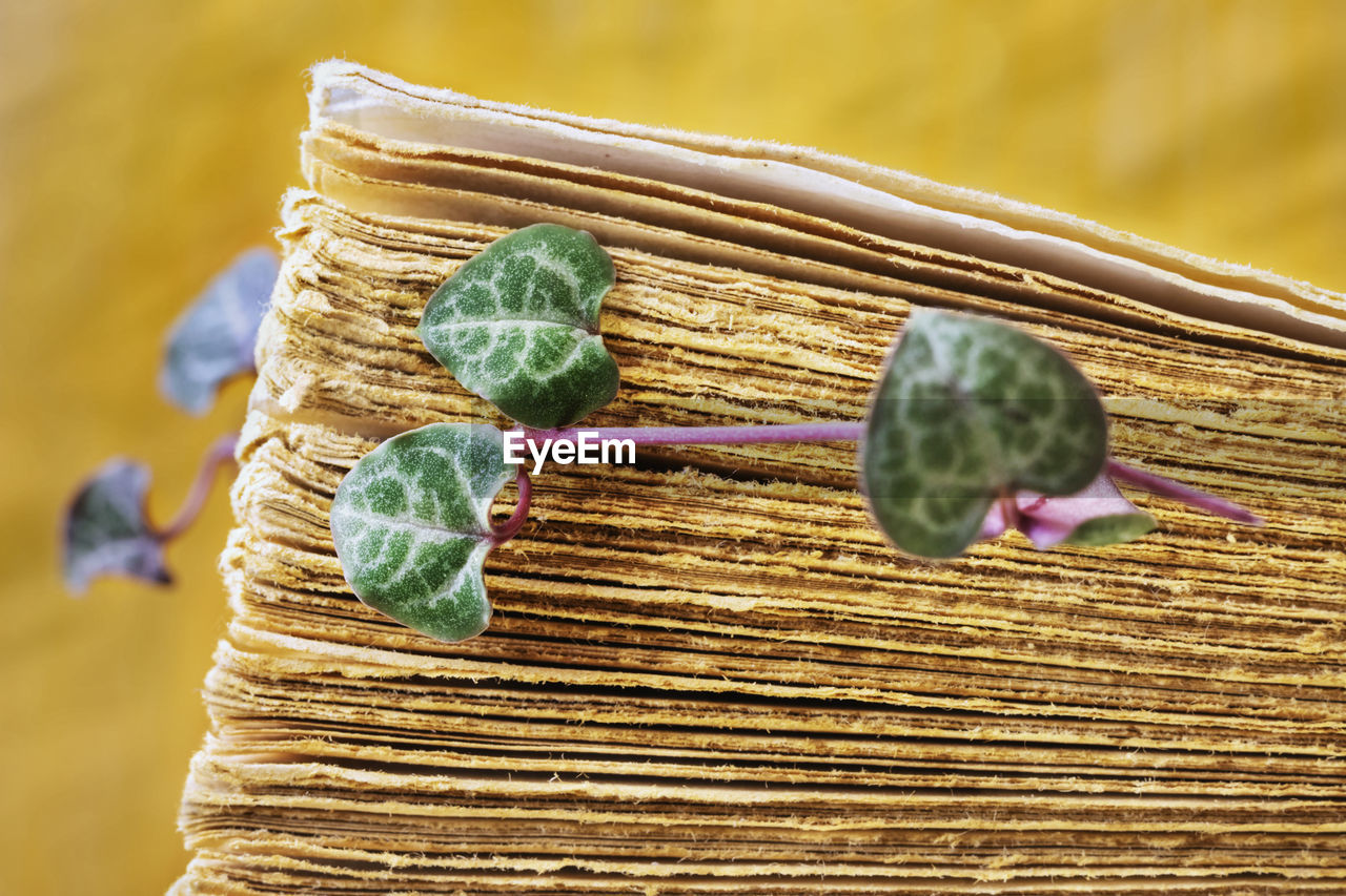 Fresh leaves of ceropegia plant between old book pages , the green  leaves are shaped like hearts 