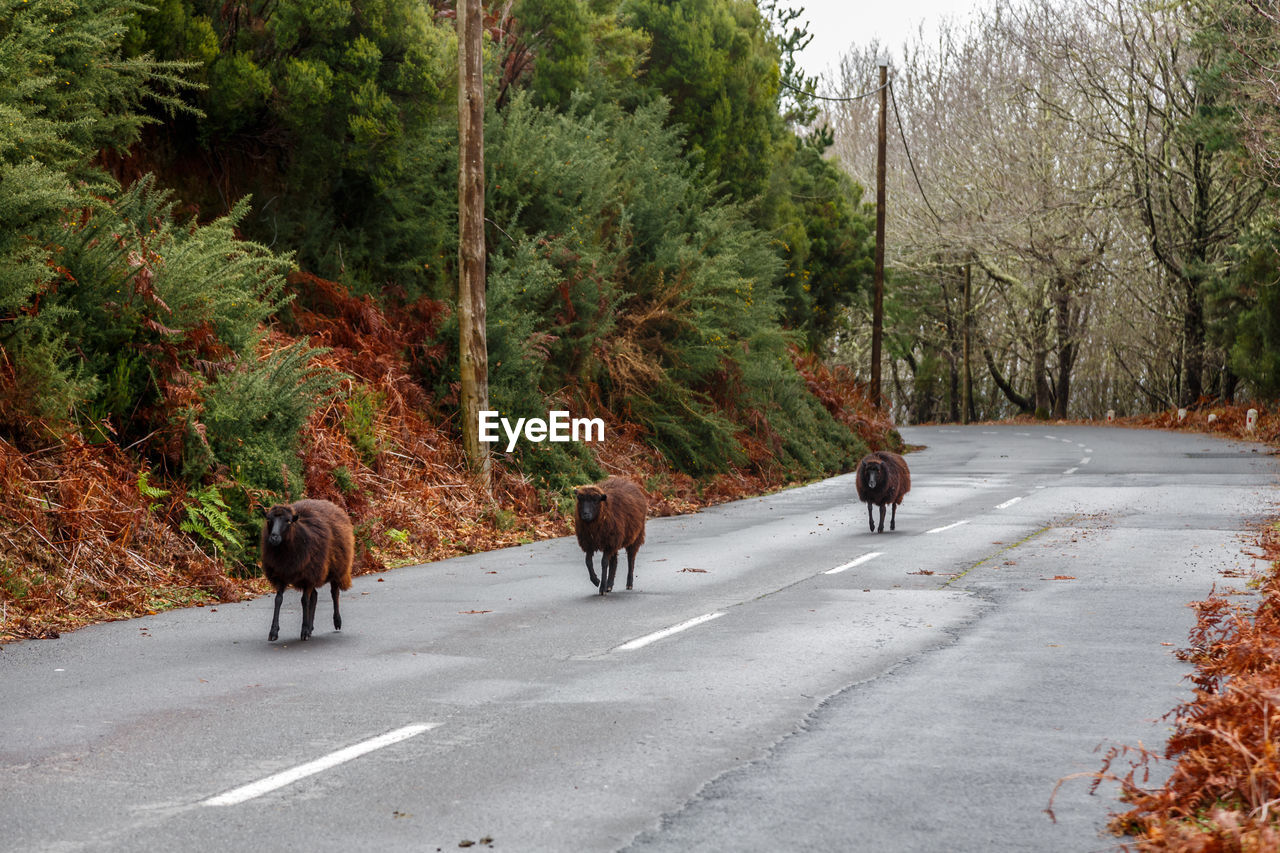 Sheeps walking on road by trees