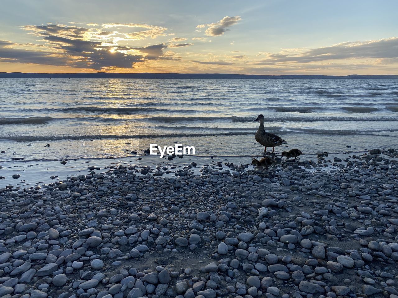 VIEW OF SEAGULLS ON SHORE