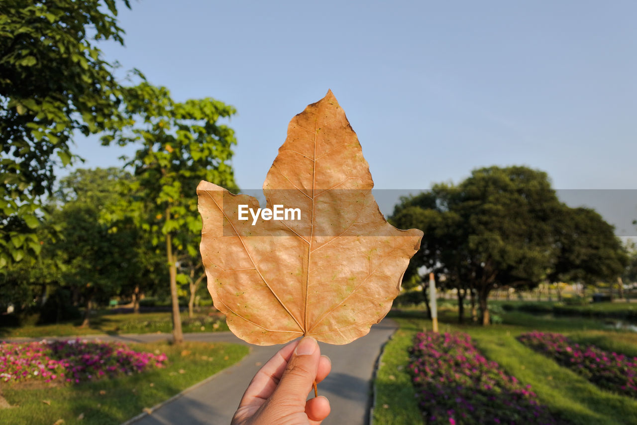 Person holding maple leaf