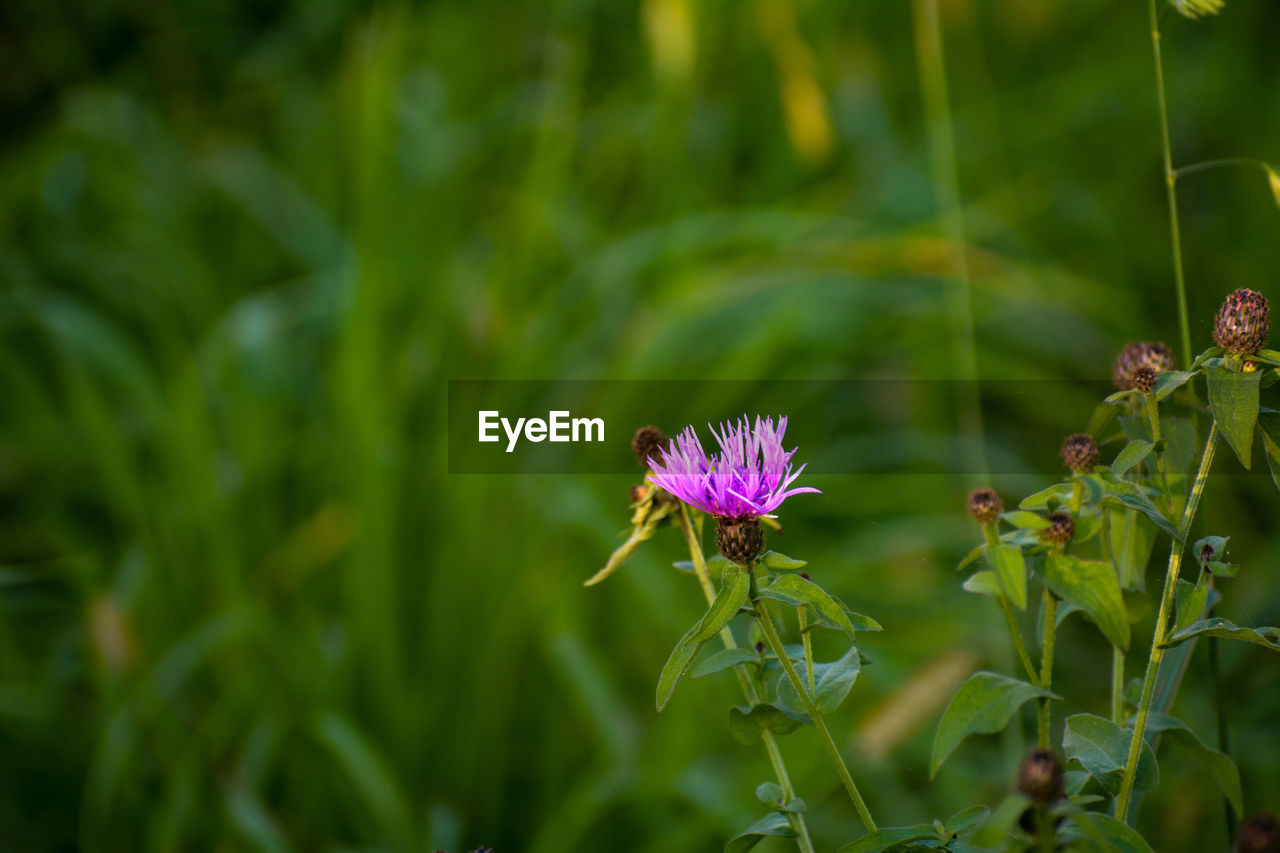 Close-up of purple flowering plant