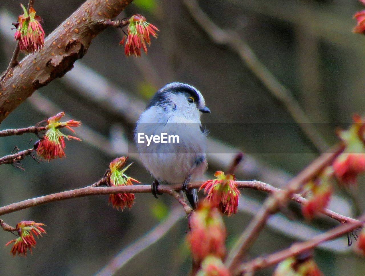 Close-up of bird perching on twig