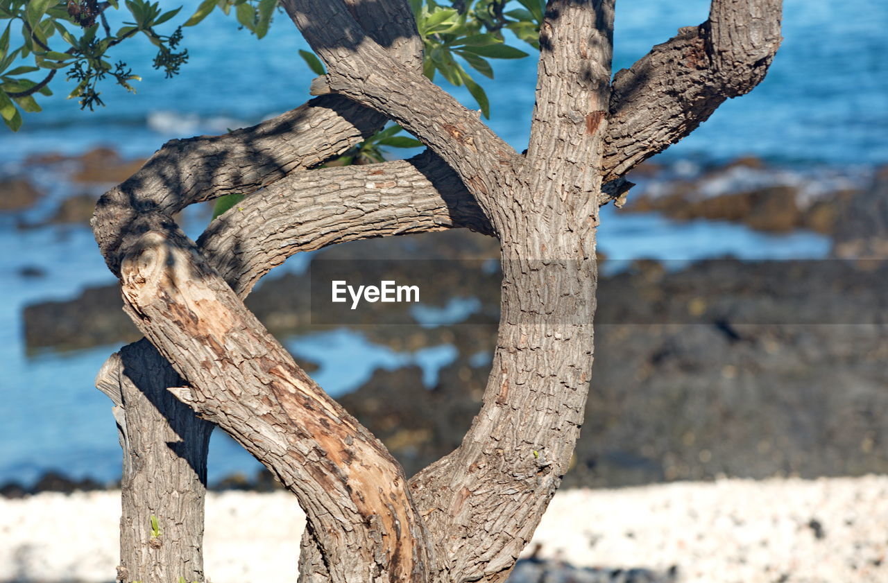 CLOSE-UP OF TREE TRUNK BY PLANT