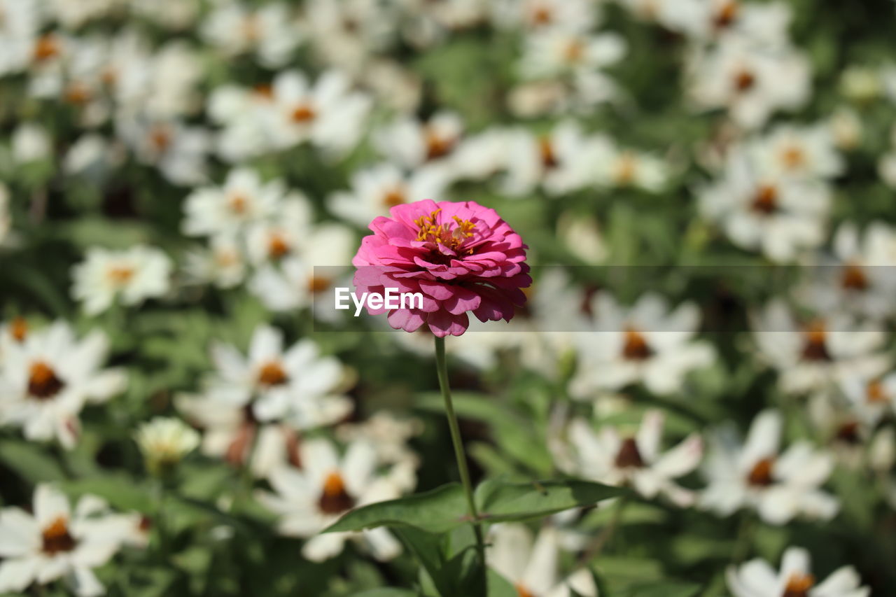 CLOSE-UP OF PINK FLOWER