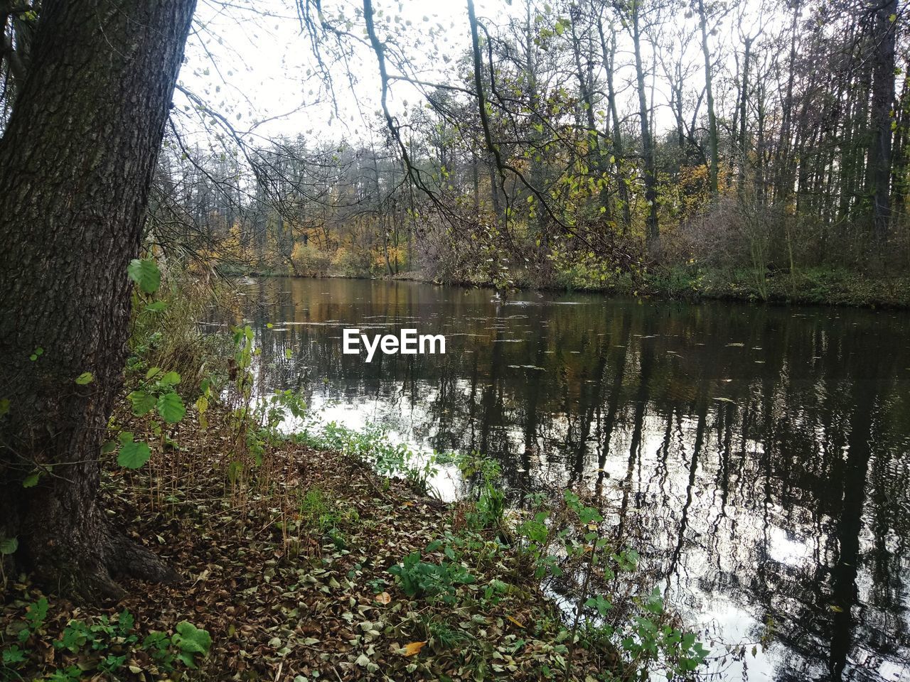 REFLECTION OF TREES IN LAKE