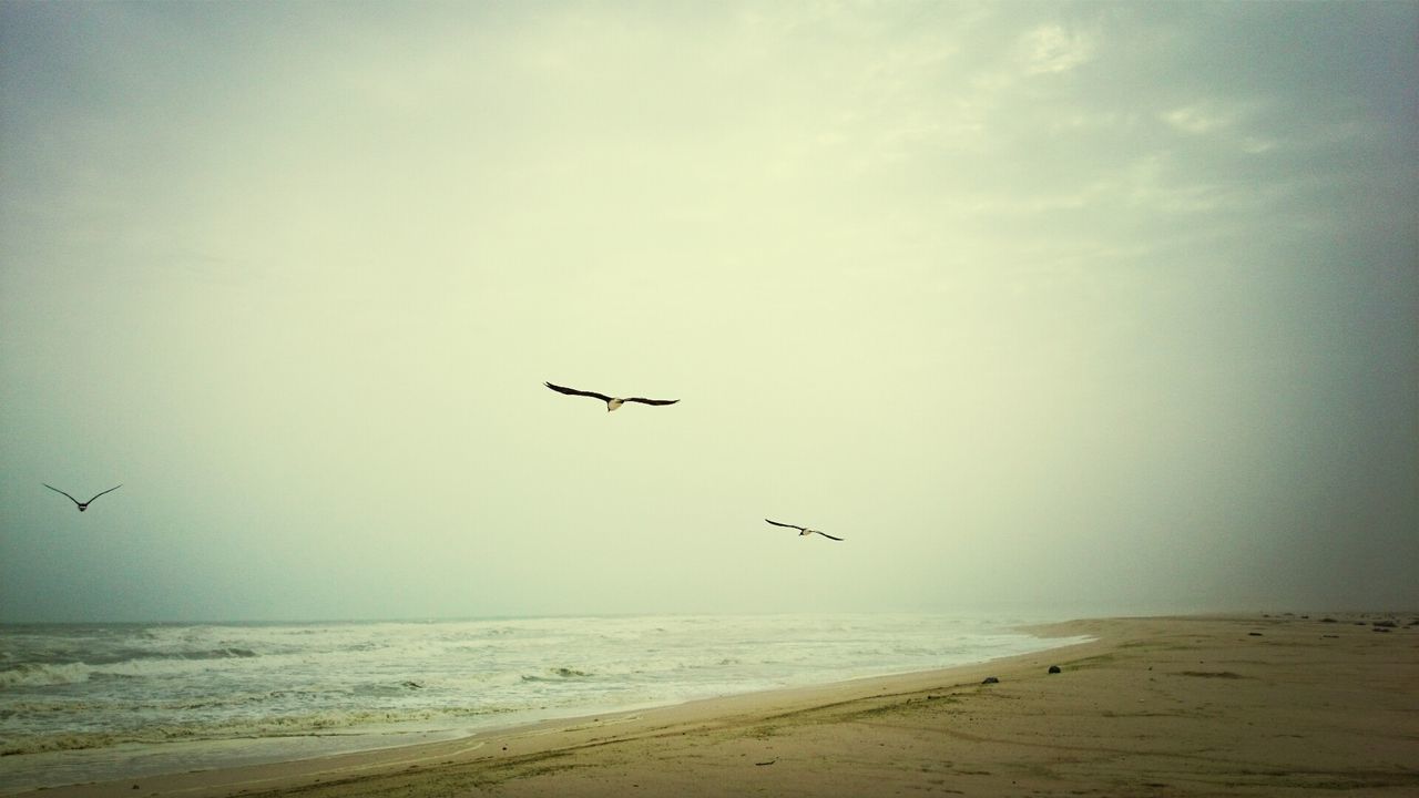 Birds flying on calm beach against clear sky