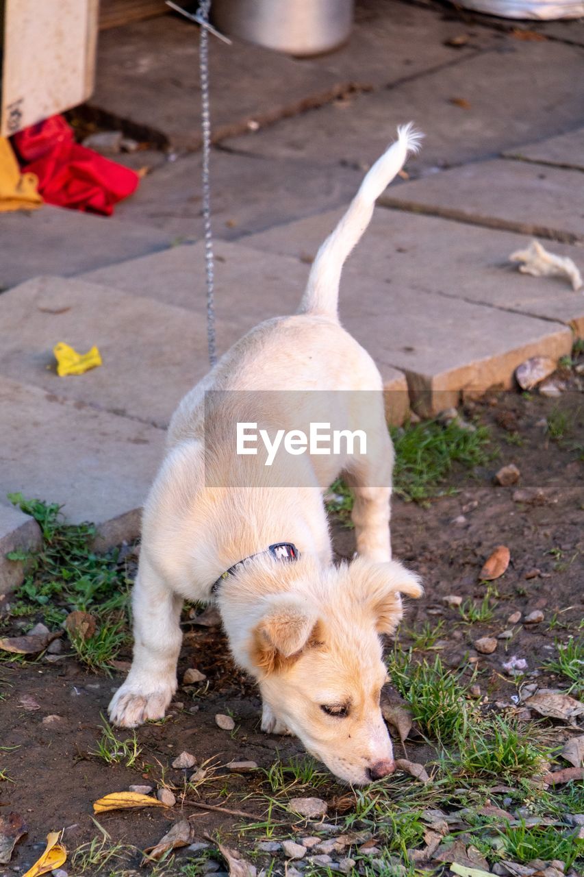 HIGH ANGLE VIEW OF A DOG ON FIELD