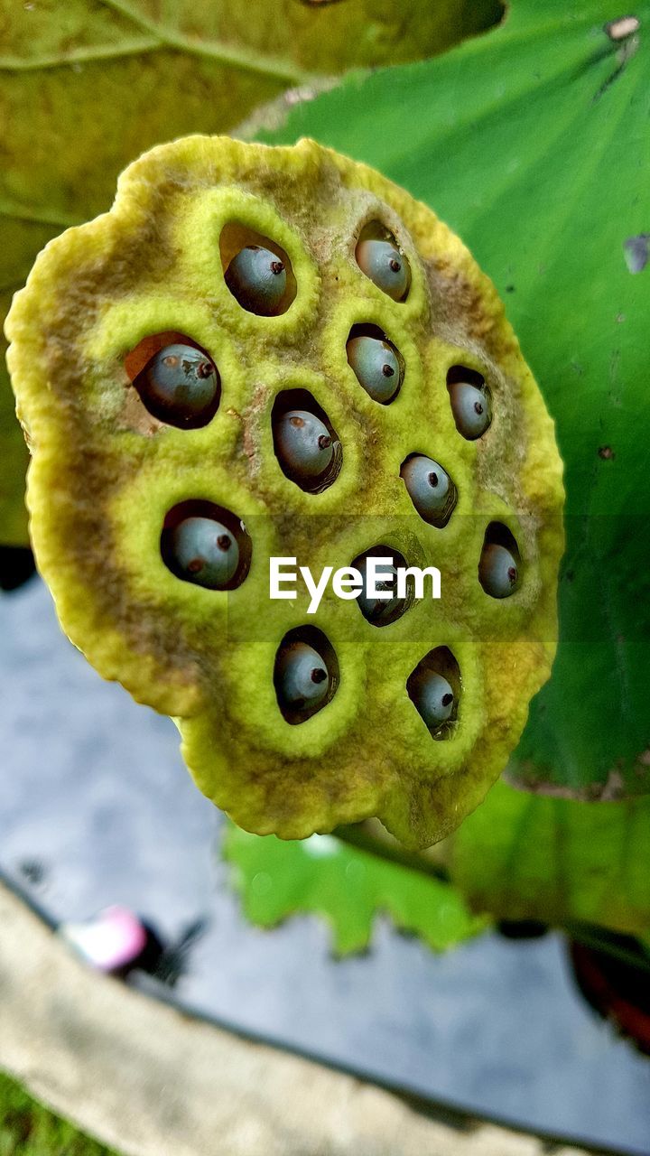 High angle view of flower seed