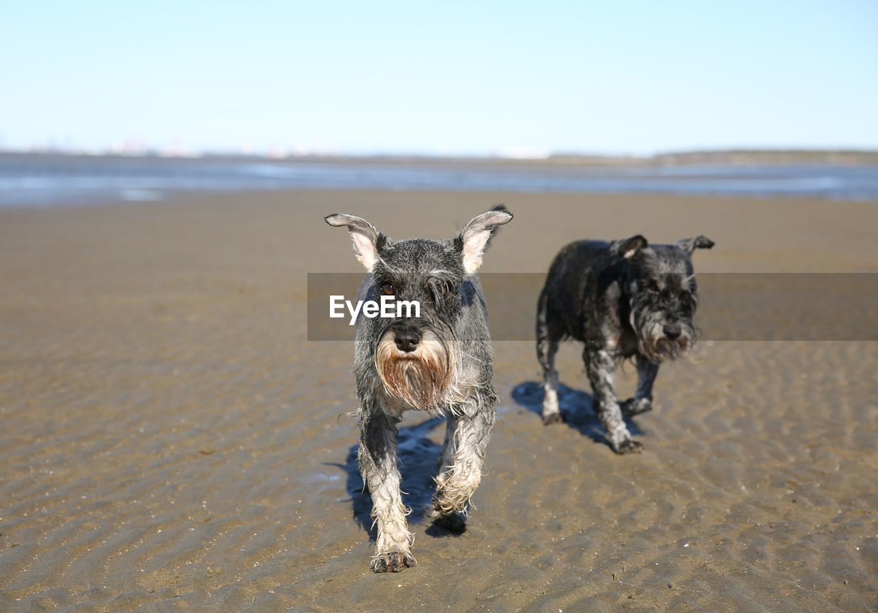 Wet miniature schnauzers walking on sand at beach during sunny day