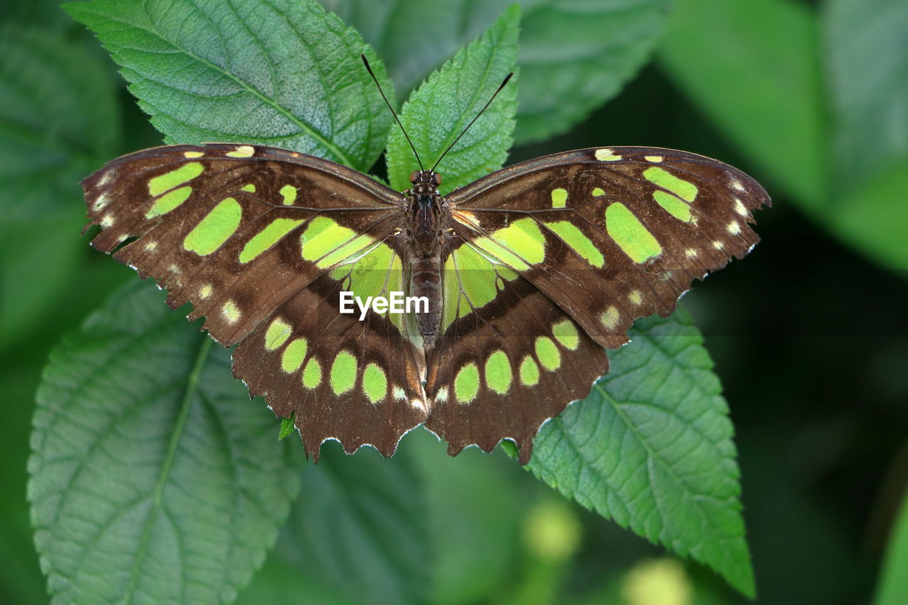 Close-up of butterfly on leaf