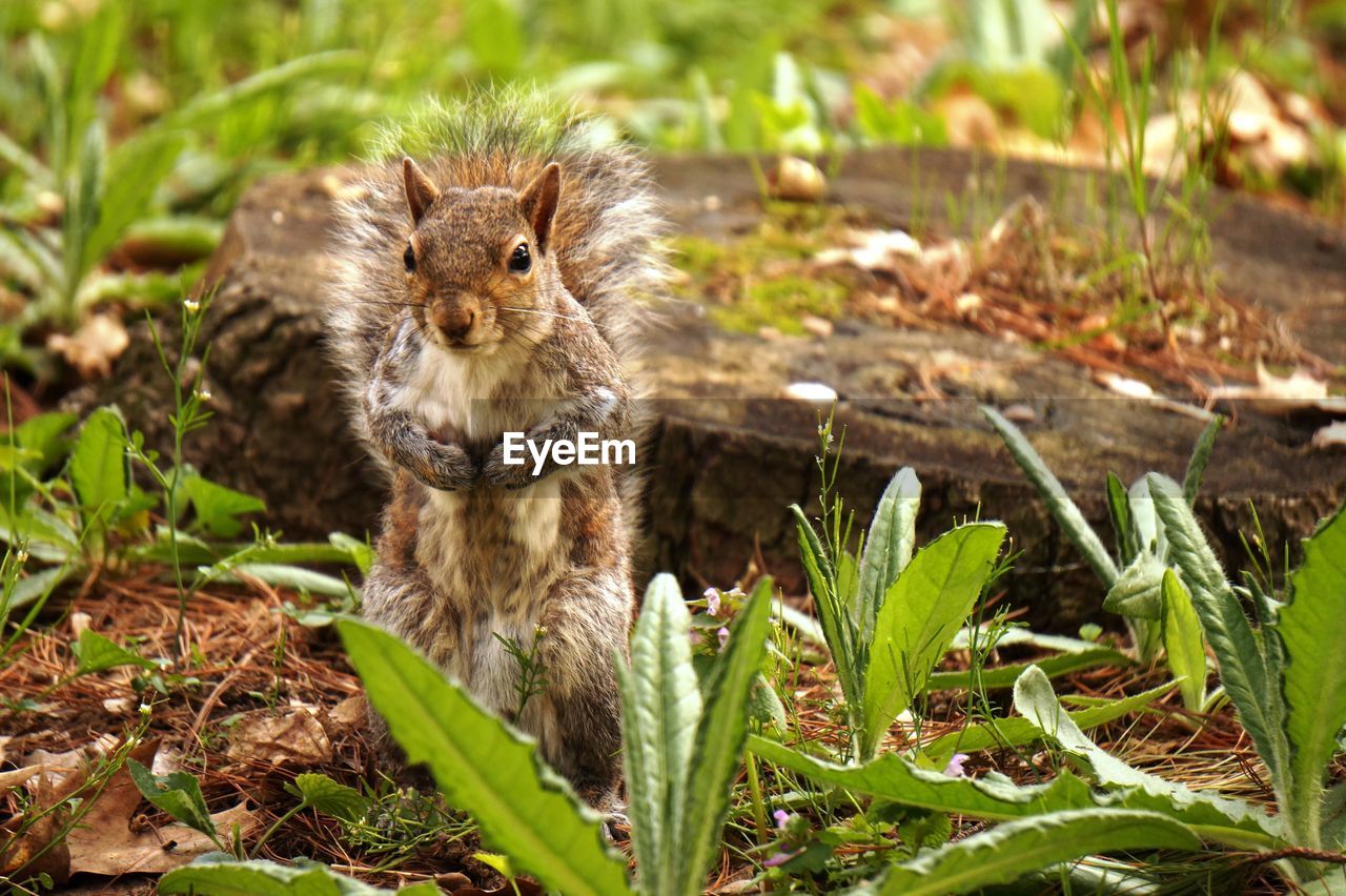 Squirrel on field