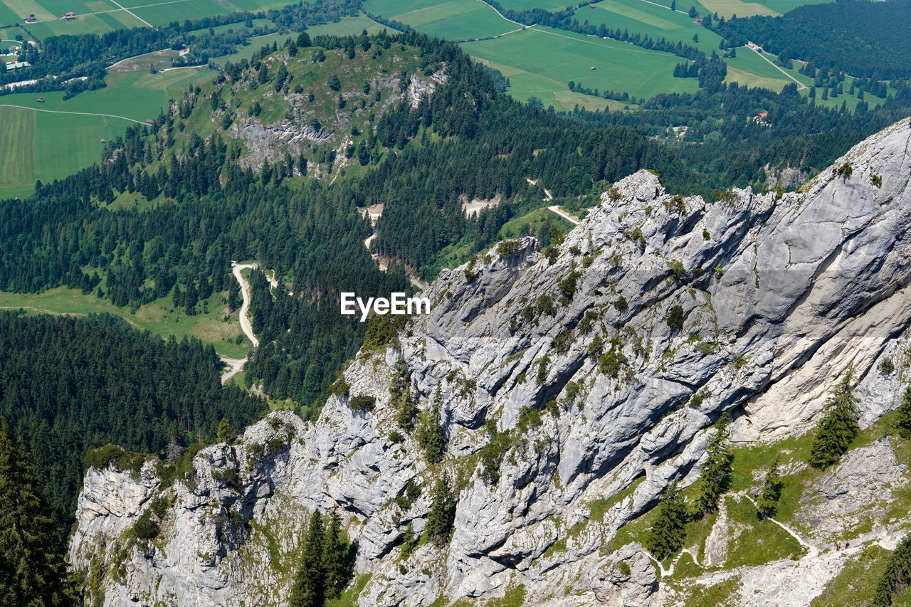 High angle view of plants growing on land