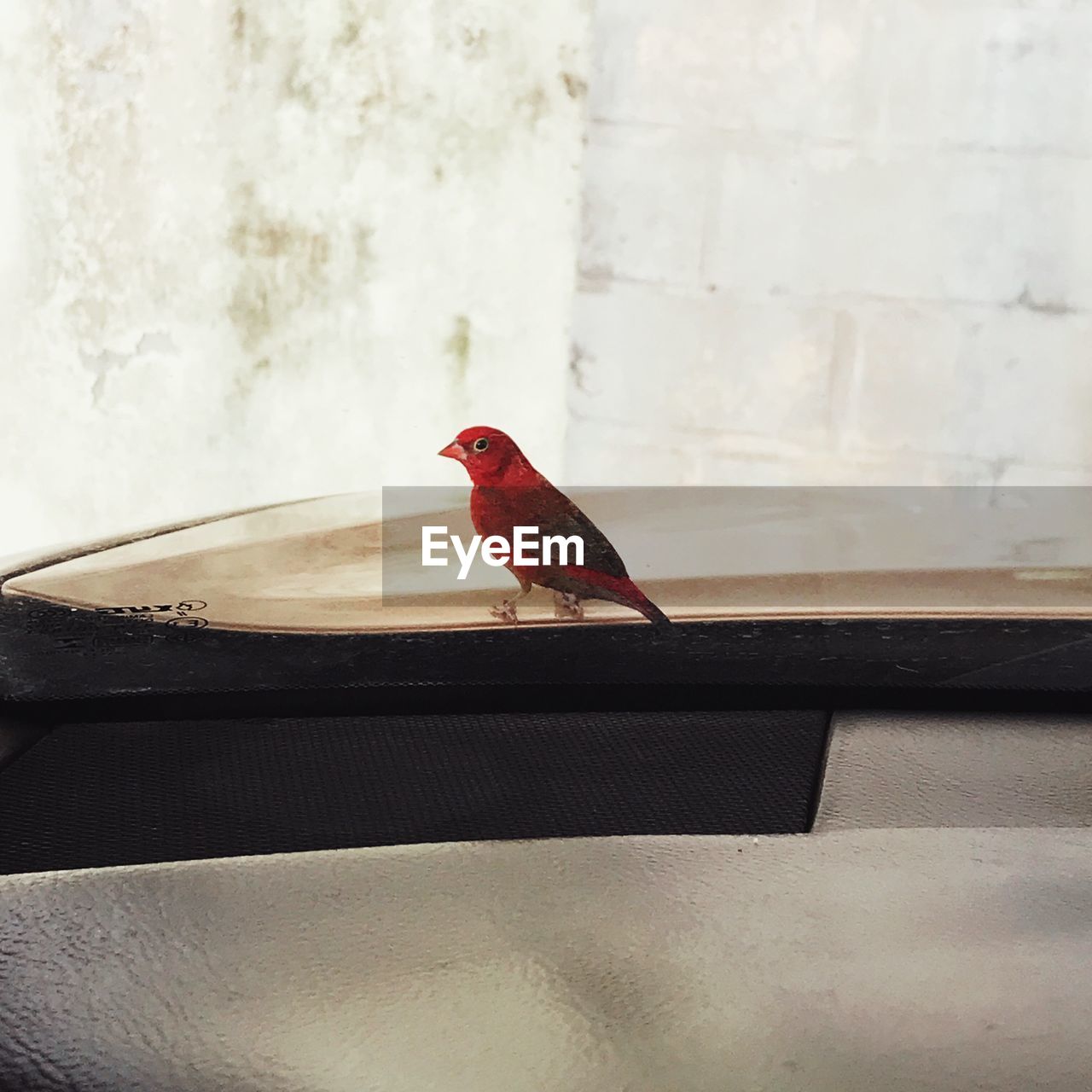 BIRD PERCHING ON A WALL