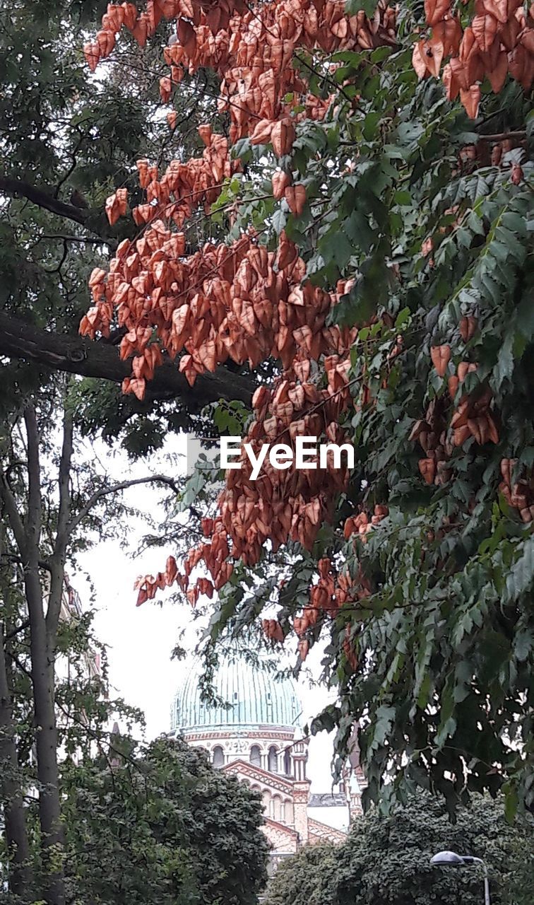 LOW ANGLE VIEW OF FLOWERING PLANTS ON TREE