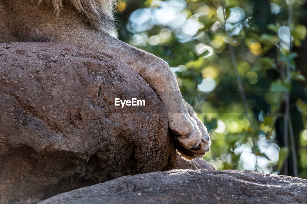 Cropped image of lion resting on rock