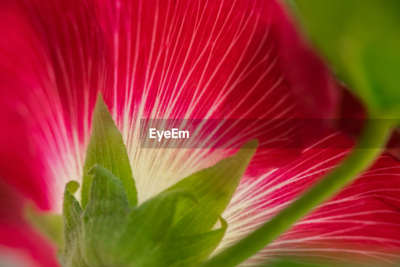 Full frame shot of red flowering plant