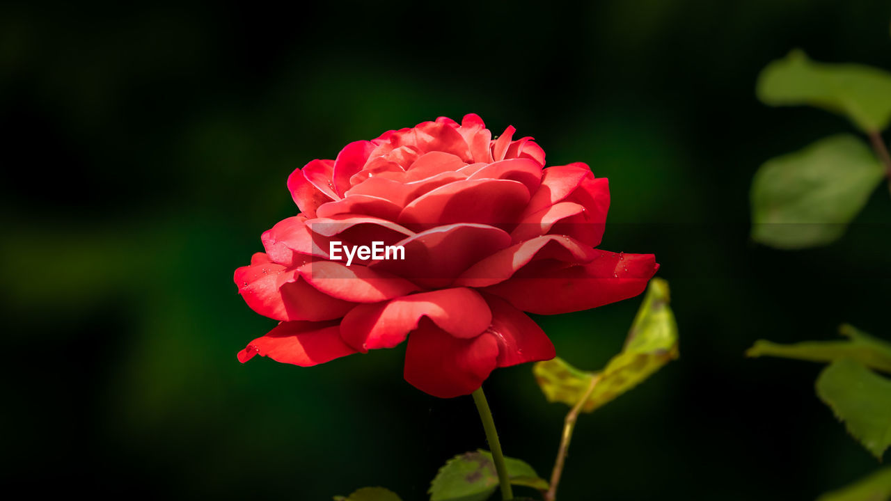 CLOSE-UP OF PINK ROSE FLOWER