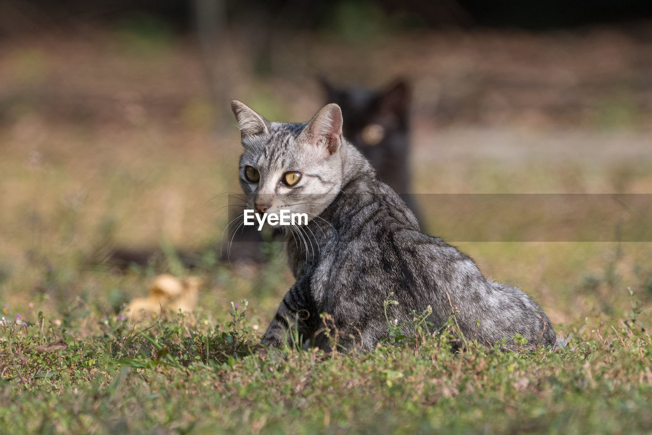 Portrait of cat sitting on field