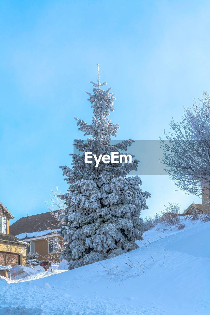 SNOW COVERED PLANTS BY TREE AGAINST SKY