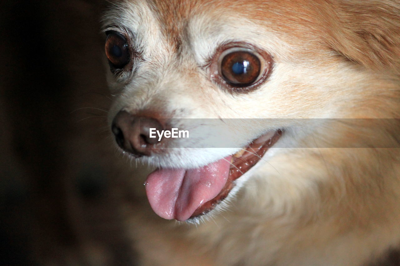 Close-up portrait of dog