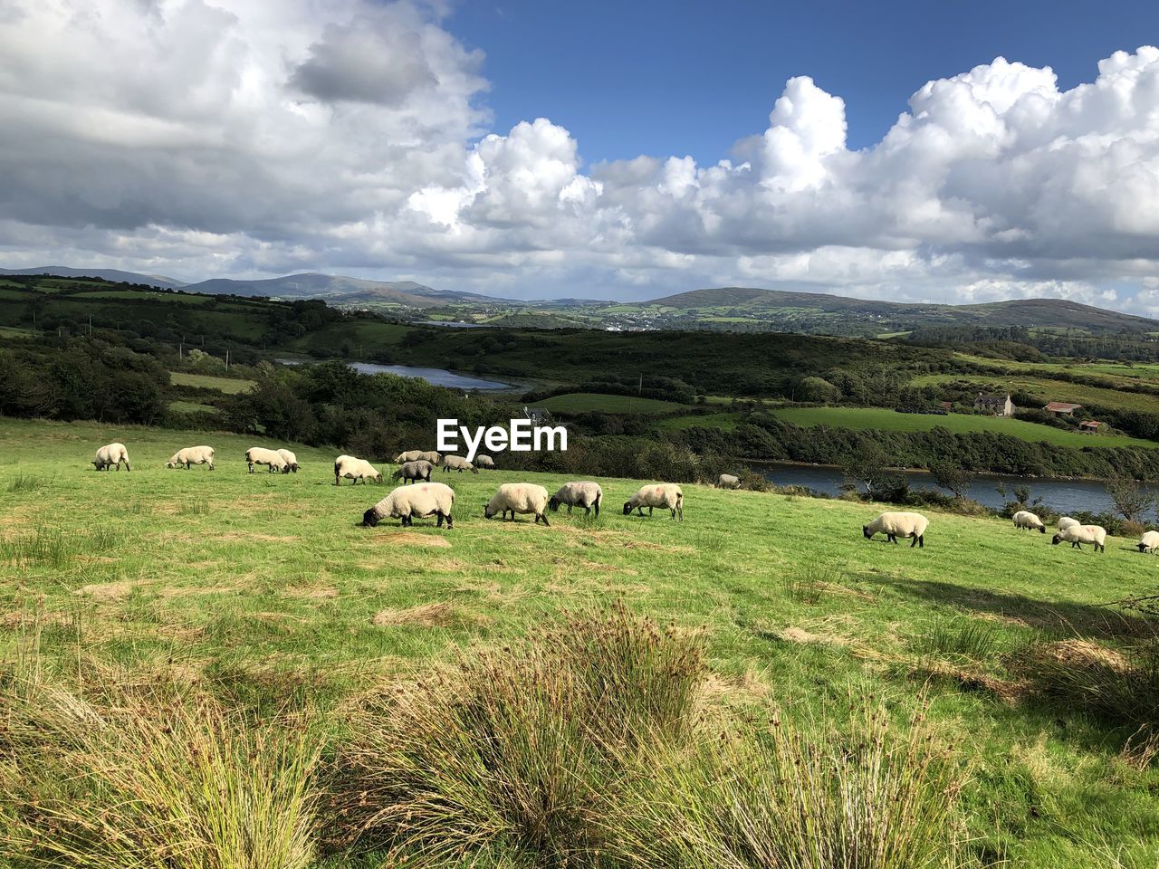 FLOCK OF SHEEP ON FIELD