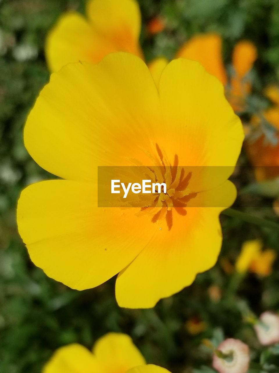 CLOSE-UP OF YELLOW FLOWERING PLANTS