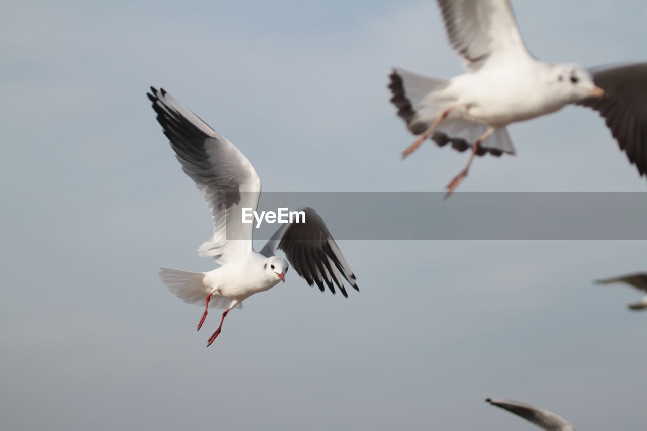 Low angle view of seagulls flying against sky