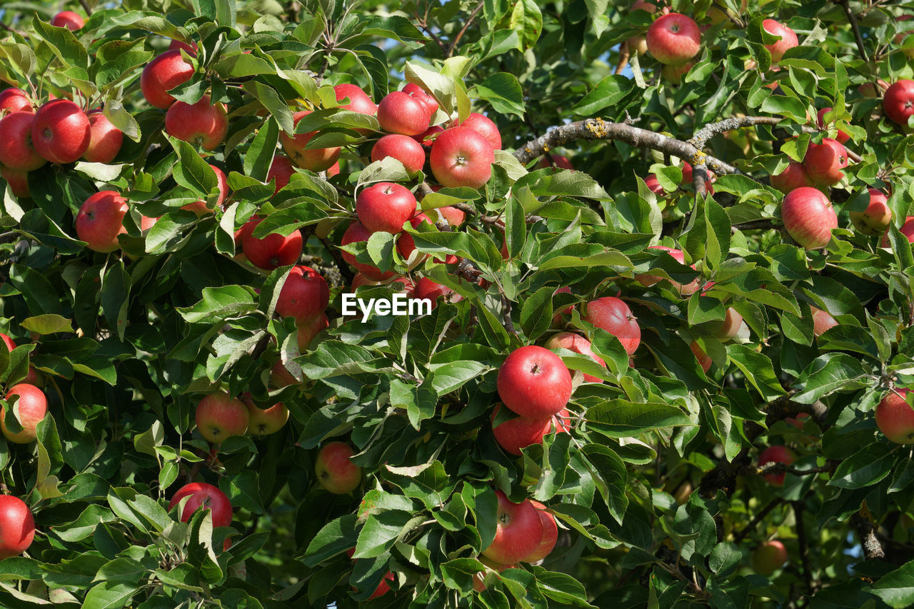 Close-up of ripe red apples on tree