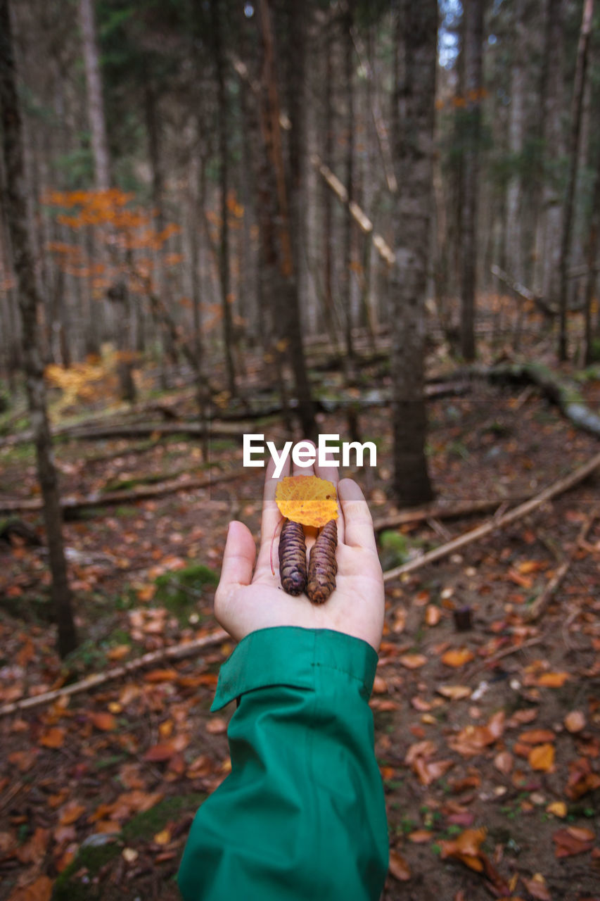 Pine cone and leaf in a man's hand, on a forest background