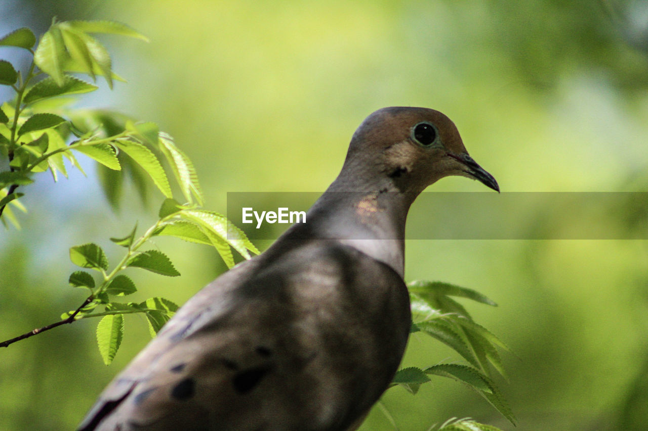 CLOSE-UP OF SPARROW PERCHING ON TREE