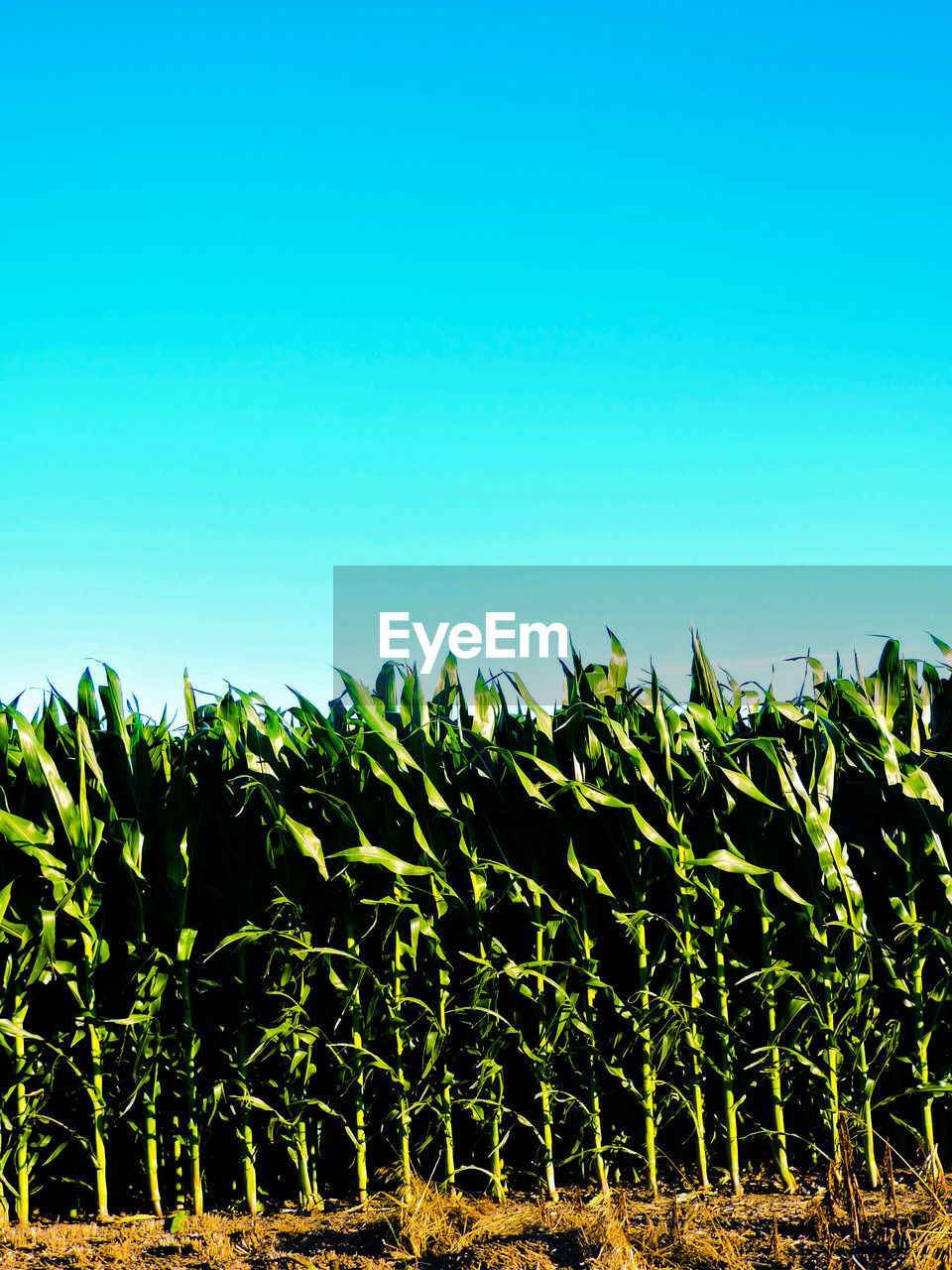 Plants growing against clear blue sky