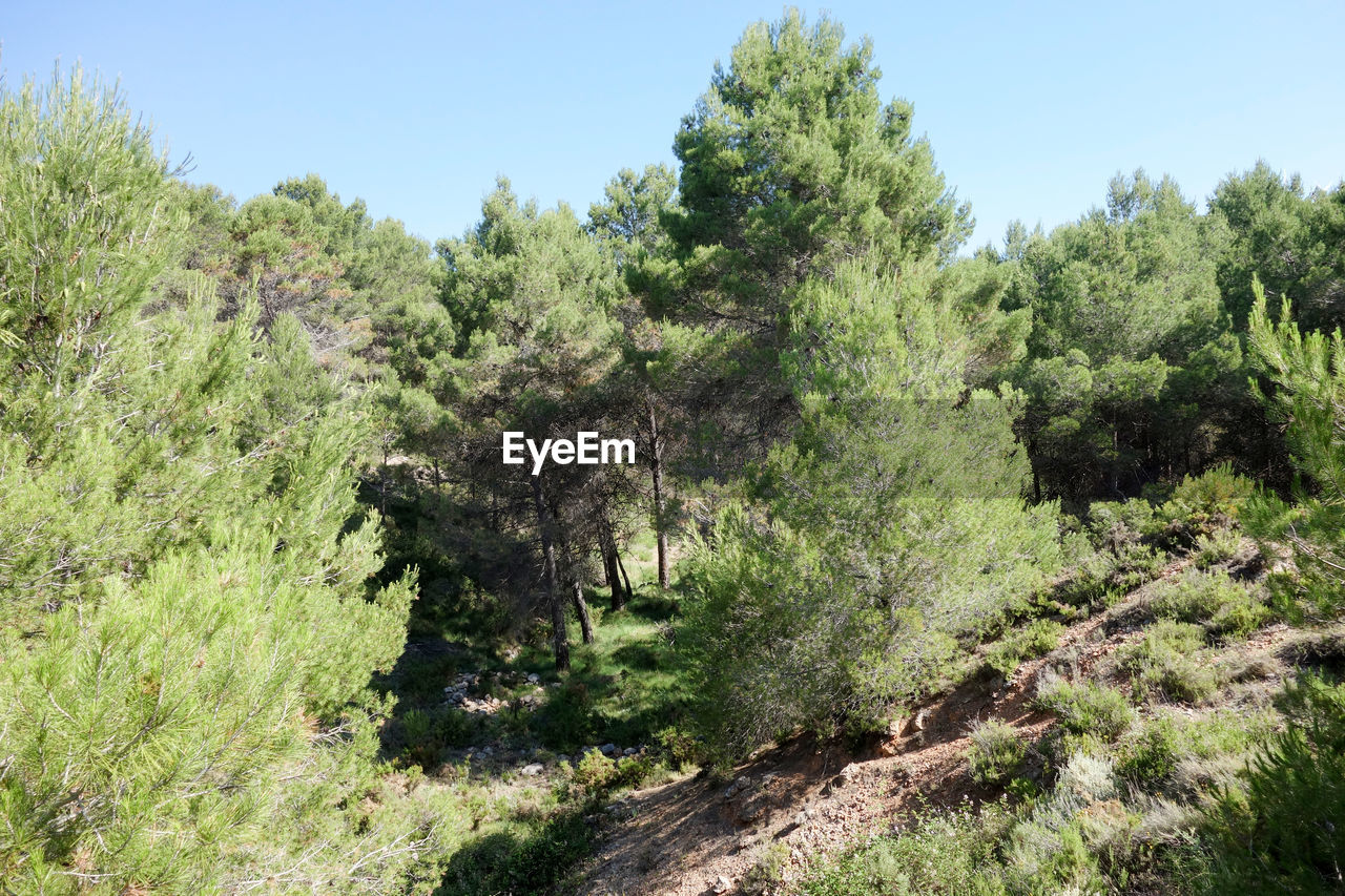 TREES ON LANDSCAPE