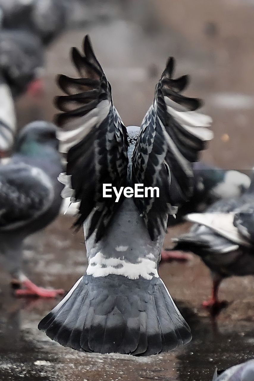 CLOSE-UP OF PIGEON FLYING OVER THE WATER