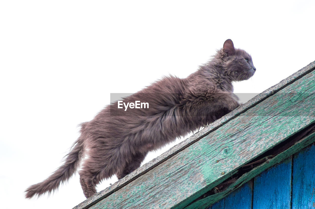 LOW ANGLE VIEW OF AN ANIMAL LOOKING AWAY AGAINST SKY