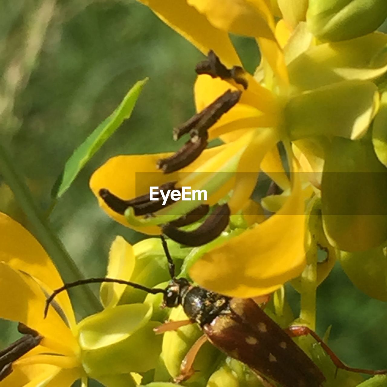 CLOSE-UP OF YELLOW FLOWERS