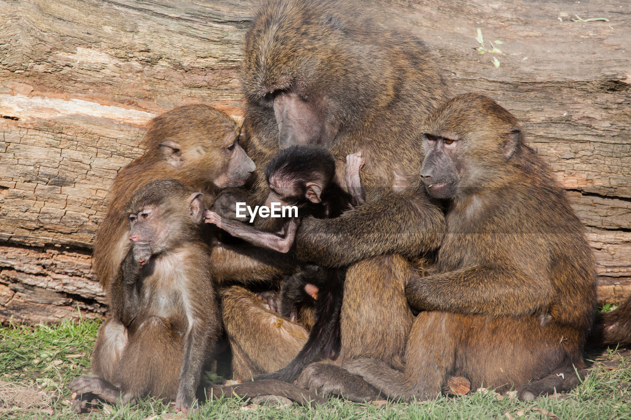 Close-up of monkey family sitting on field against wood