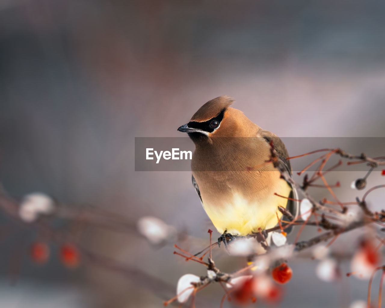 CLOSE-UP OF BIRD PERCHING ON A TREE