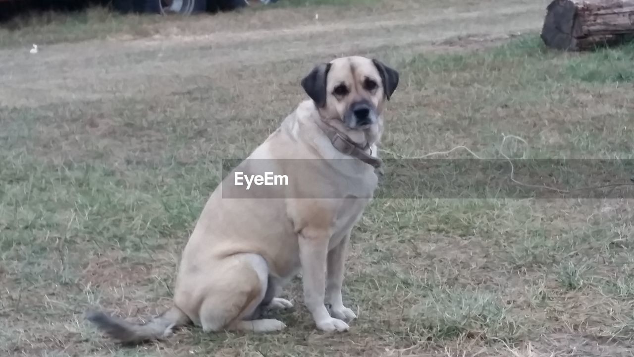 DOG SITTING ON FIELD