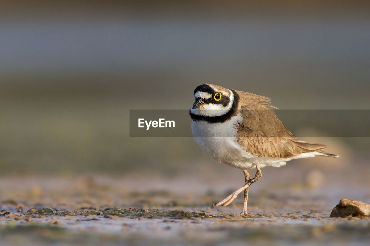 Side view of little ringed plover on field