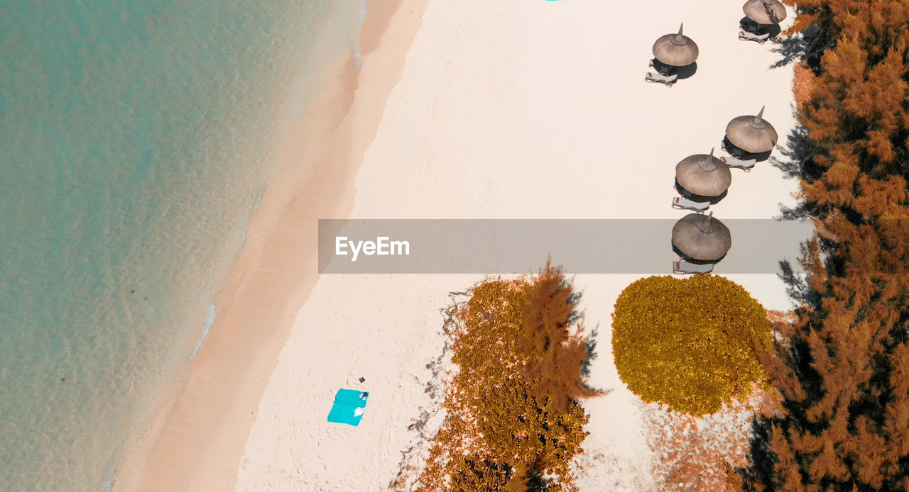 HIGH ANGLE VIEW OF TREES ON BEACH