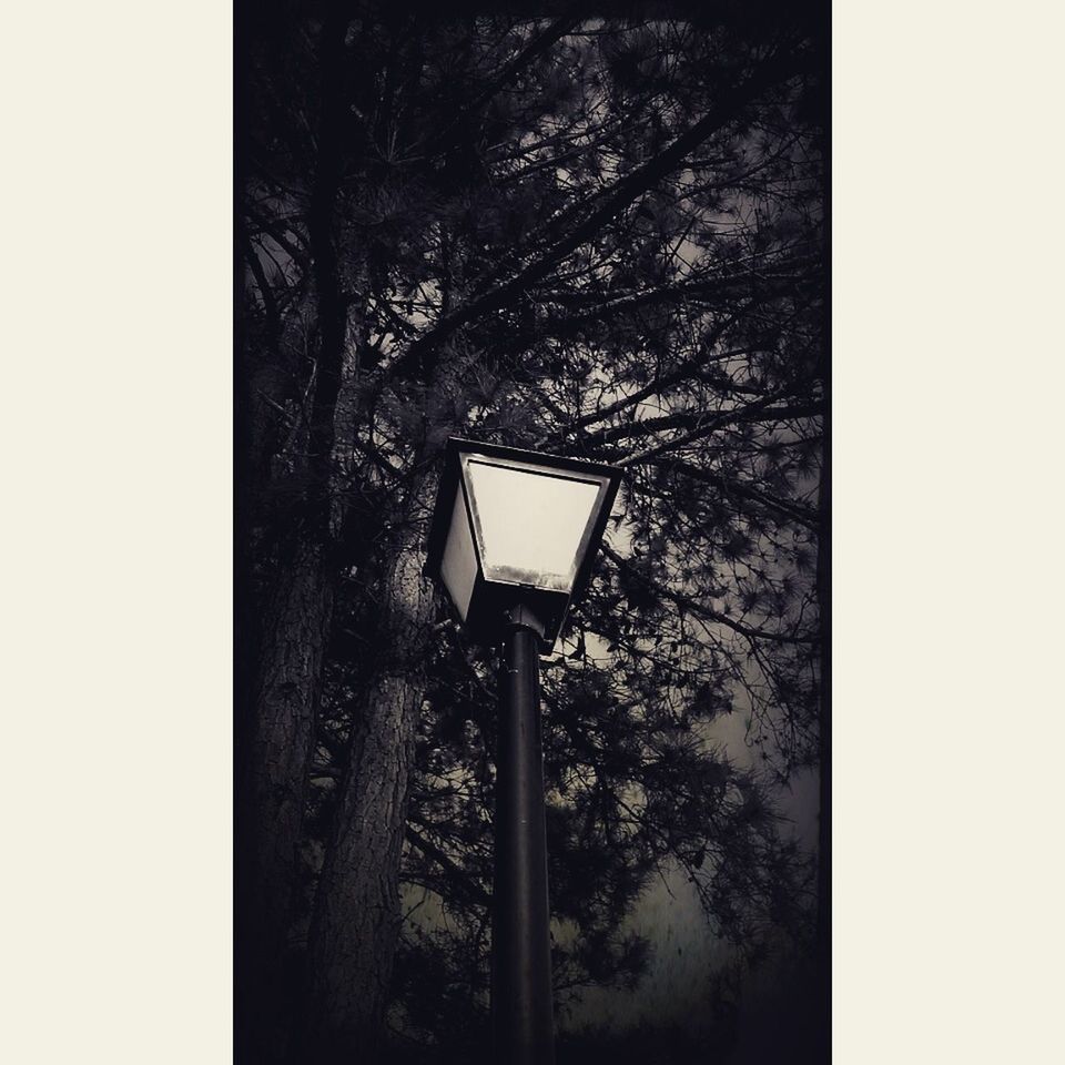 LOW ANGLE VIEW OF TREES AGAINST SKY