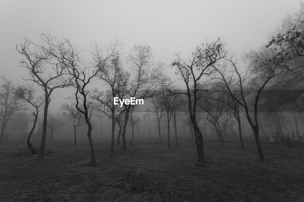 Bare trees on field against sky